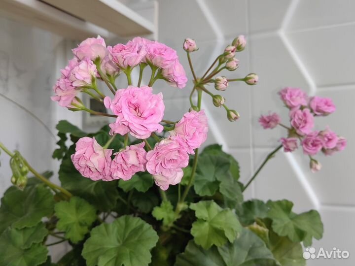 Пеларгонии укопененные черенки