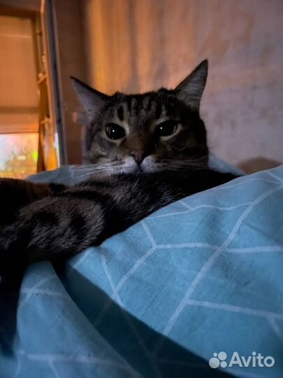 Кот