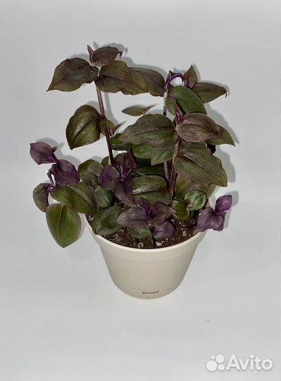 Традесканция