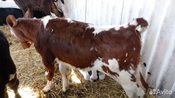 Бычки 4 гол. по 4,5 мес. мясного направления