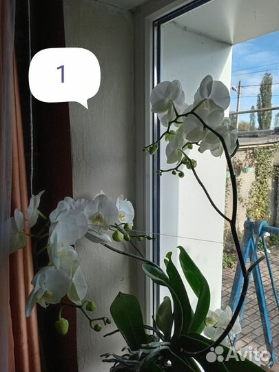 Орхидея фаленопсис