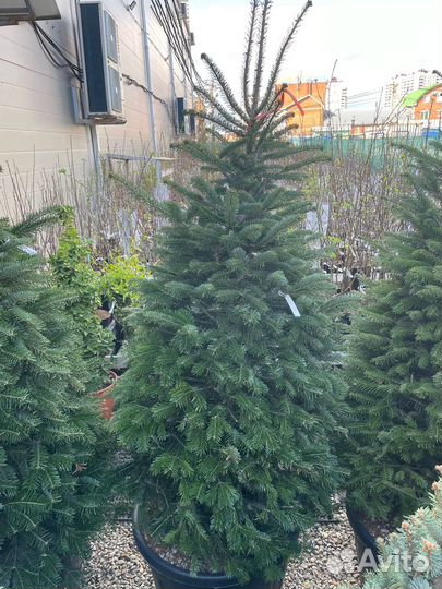 Пихта Нордмана 175/200 Abies nordmanniana 130л (И)