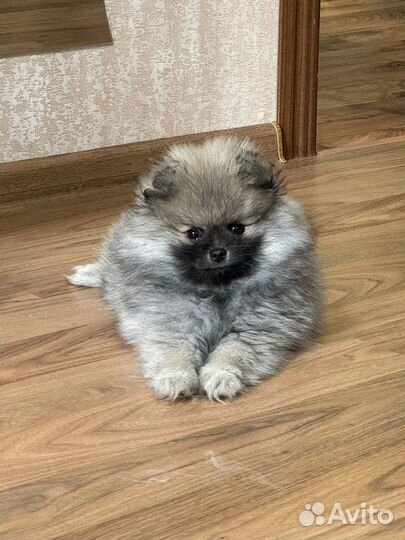 Померанский шпиц мини