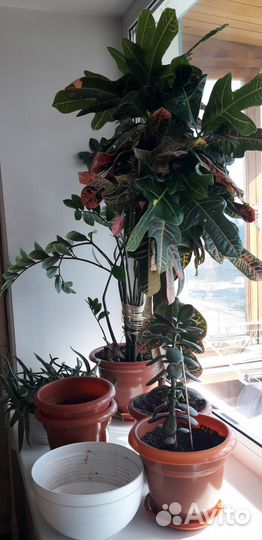 Комнатные цветы