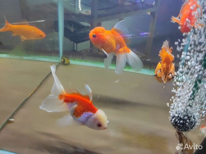 Аквариумные растения в ассортименте магазин