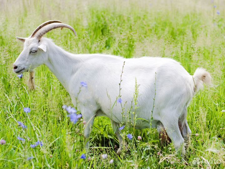 Продаются козы