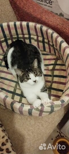 Кошечка Матрёшка