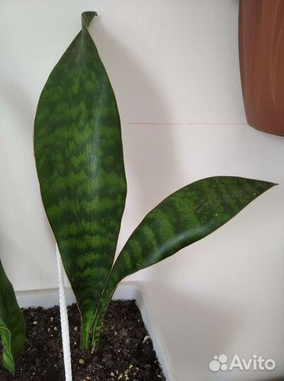 Сансевиерия