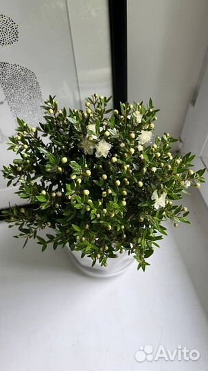 Мирт, дерево, в наличии