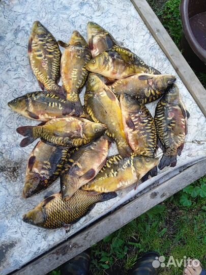 Рыба малек карп,щука,белый амур,толстолоб, карась