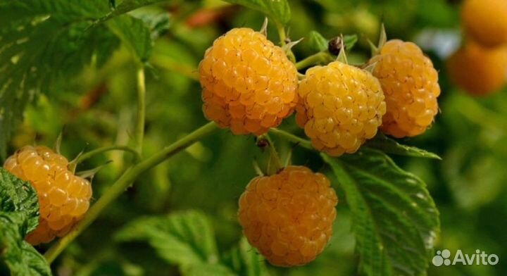 3 сорта малины: красная и жёлтая