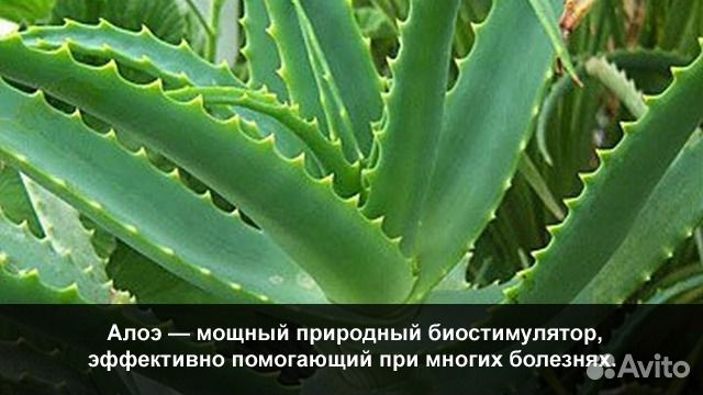 Лекарственные растения 3 года