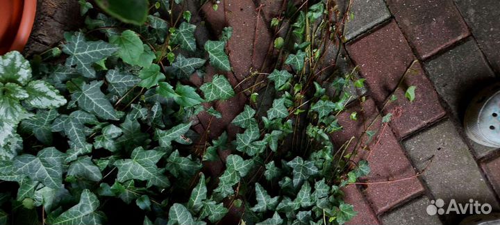 Плющ зимостойкий уличный