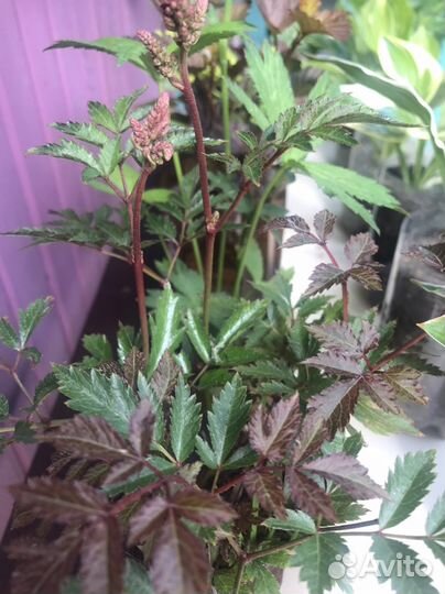 Многолетние садовые растения