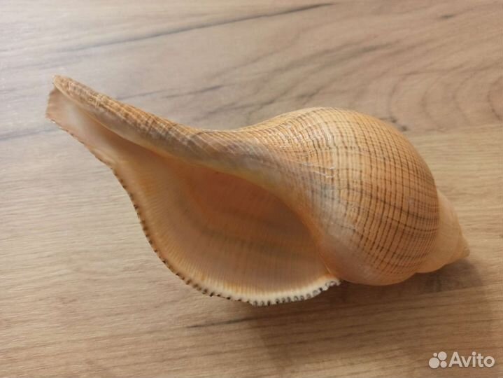 Морская раковина