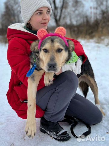 Собака в добрые руки