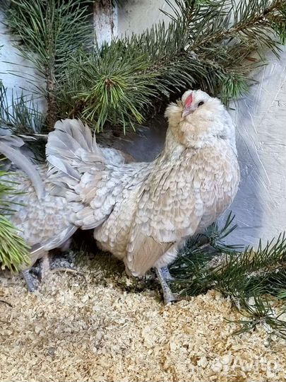 Малазийская серама антверпенская бородатая куры