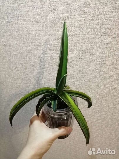 Сансевьерия Dark green clon var