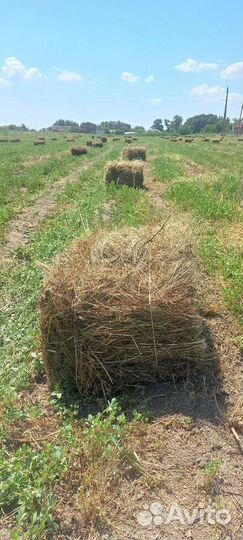 Люцерна в тюках