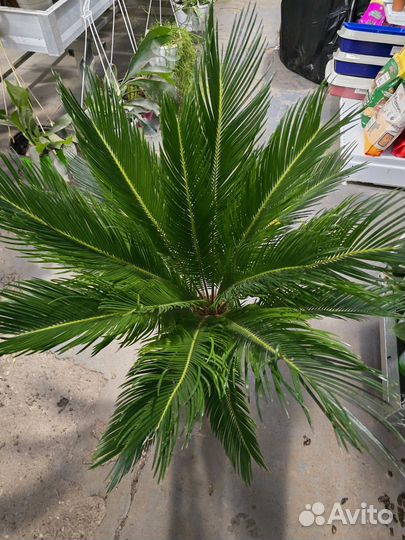 Пальма цикас революта