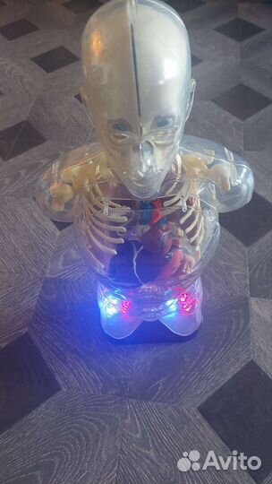 Модель скелета человека