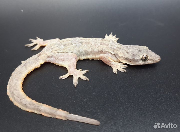 Плоскохвостый домашний геккон (кормовой)