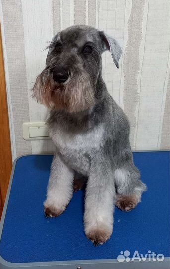 Груминг (стрижка) собак