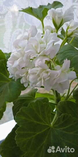 Пелоргония розебундная белая