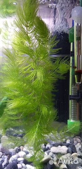 Роголистник