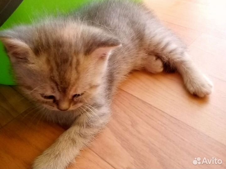 Британские котята