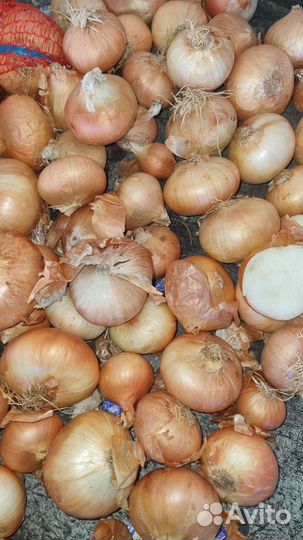 Лук на выгонку пера