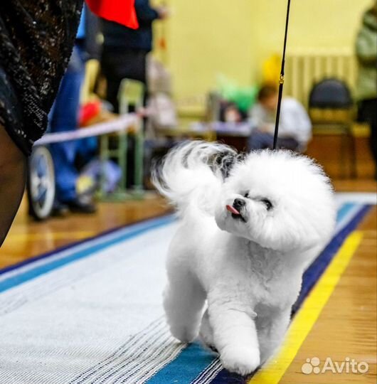 Щенки Бишон фризе от чемпионов