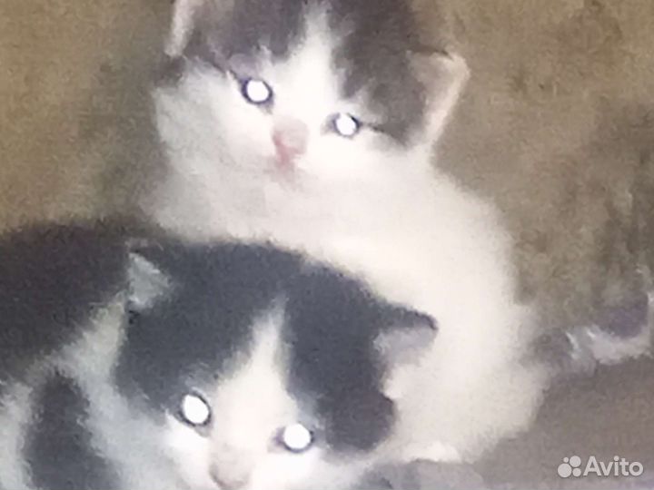 Котята в добрые руки два мальчика