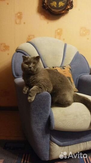 Передержка кошек