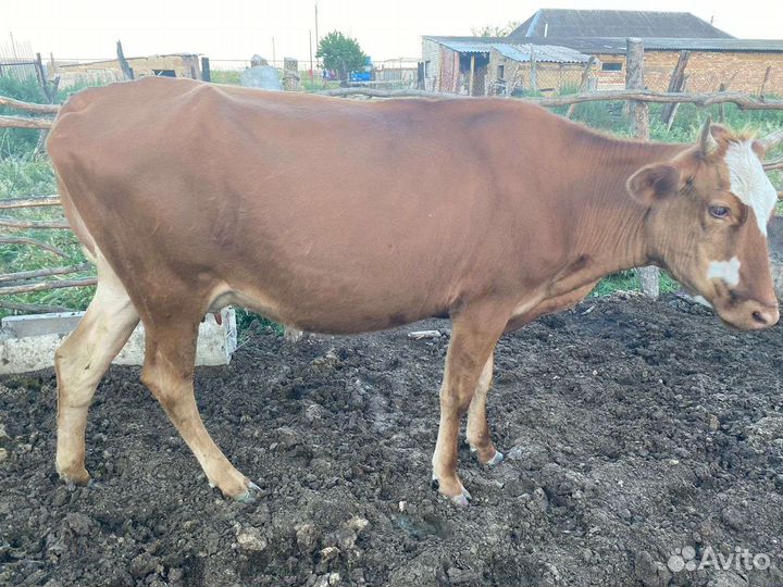 Крупно рогатый скот