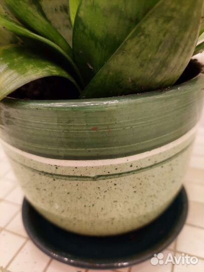 Сансевиерия