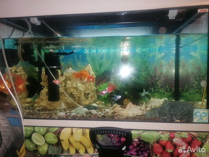Аквариум