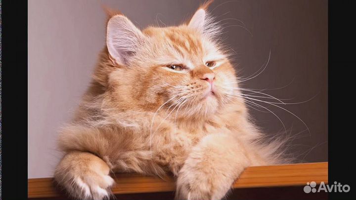 Передержка для кошек/птиц/грызунов/собак/растений