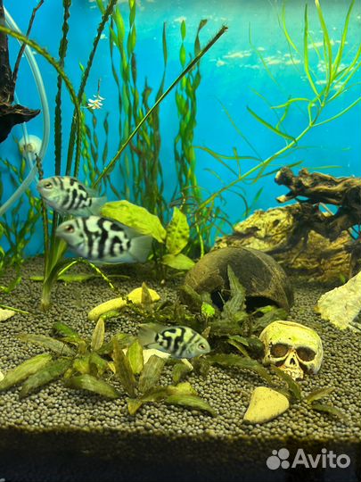 Рыбка сапфировый попугай взрослый