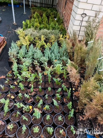 Хвойные растения