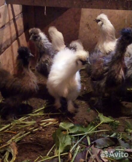 Китайские петушки