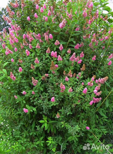 Айва японская, спирея