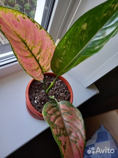 Аглаонема Хенг-хенг