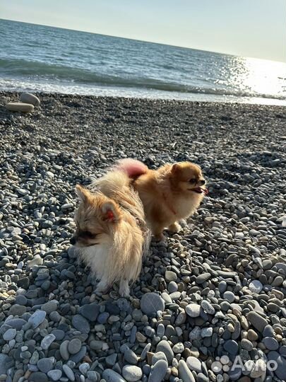 Отель для собак (животных ) Догситтер от 850