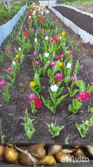 Луковицы тюльпанов
