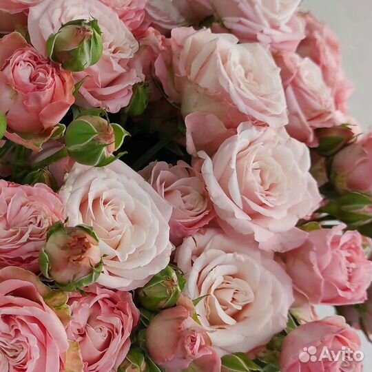 Кустовые пионовидные розы с доставкой