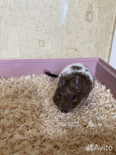 Белка дегу с клеткой