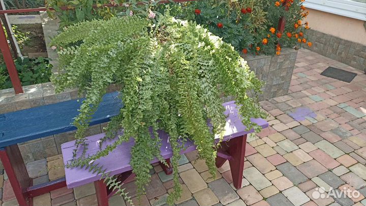 Папоротник кудрявый Нефролепис Кудрявый отросток