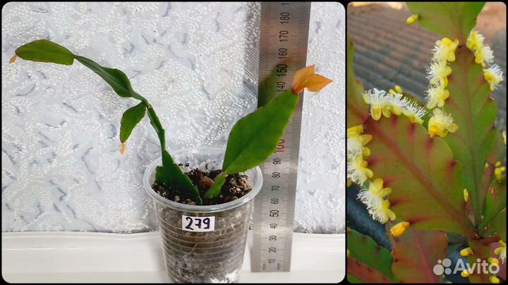 Рипсалис, Эпифиллум, Сциндапсус, Аглаонема