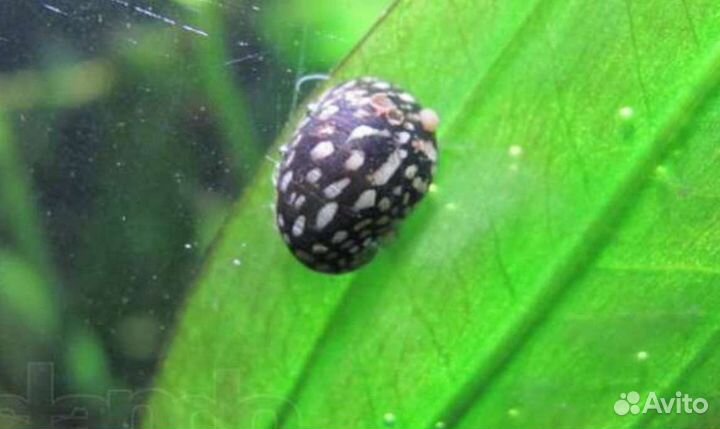 Теодоксус улитка